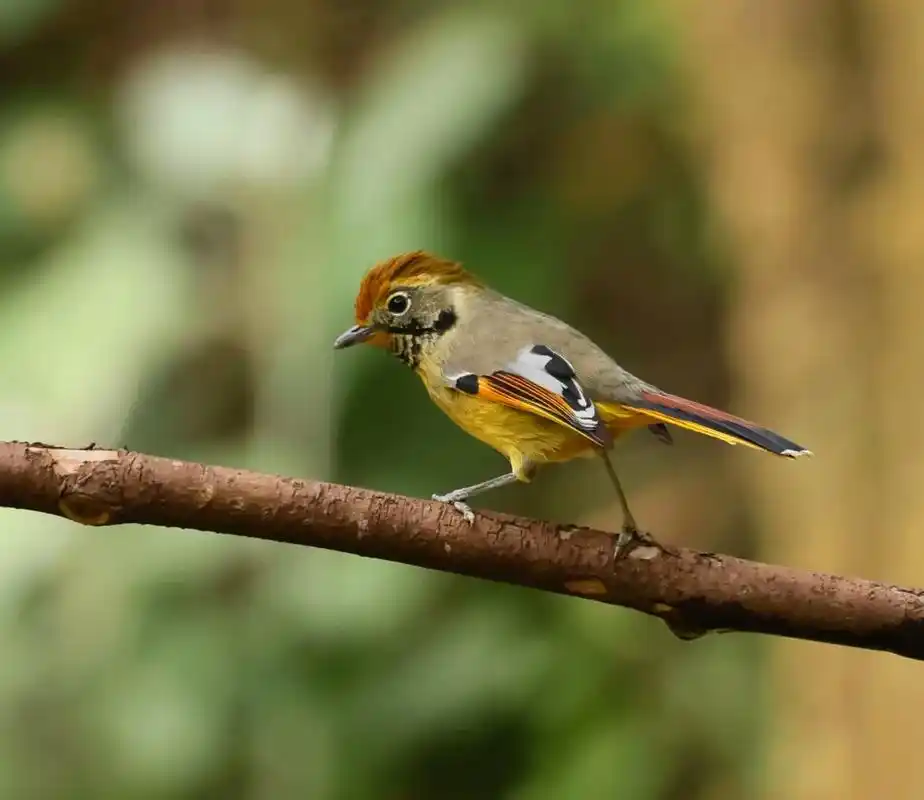 野生鸟类摄影 #爱鸟护鸟 云南热带雨林中的斑喉希鹛鸟～ - 抖音