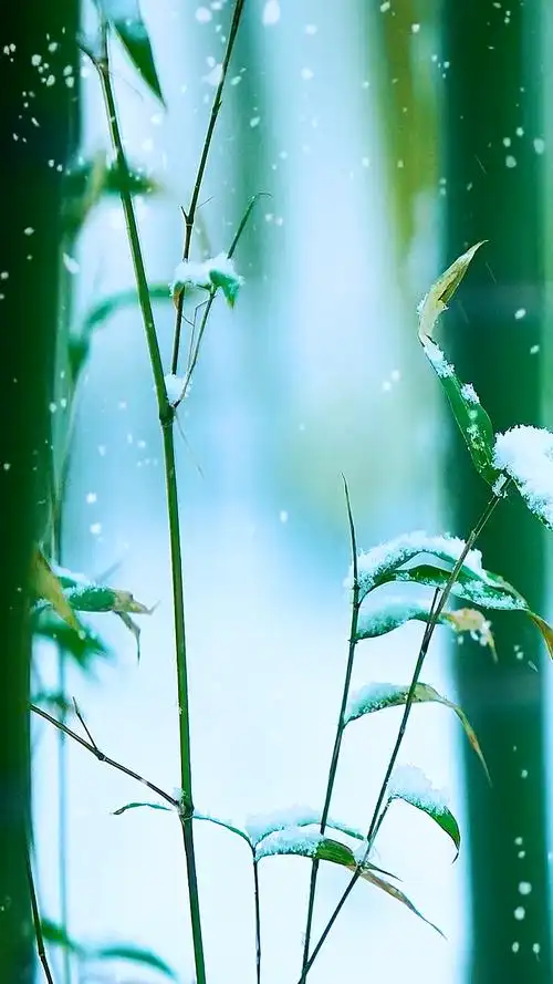 愿做冬之竹,终日伴雪中.一生醉清雅,白头也多情#雪#竹