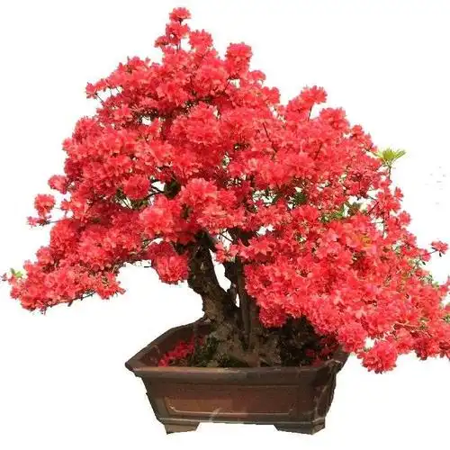 映山红盆景 红花杜鹃花盆栽绿植杜鹃花花卉树桩