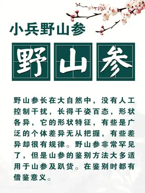 为什么都说长白山的野山参好