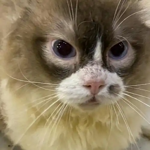 布偶猫有长的丑的吗?