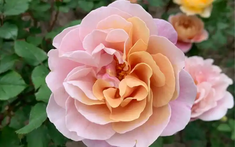 遥远的鼓声月季记录