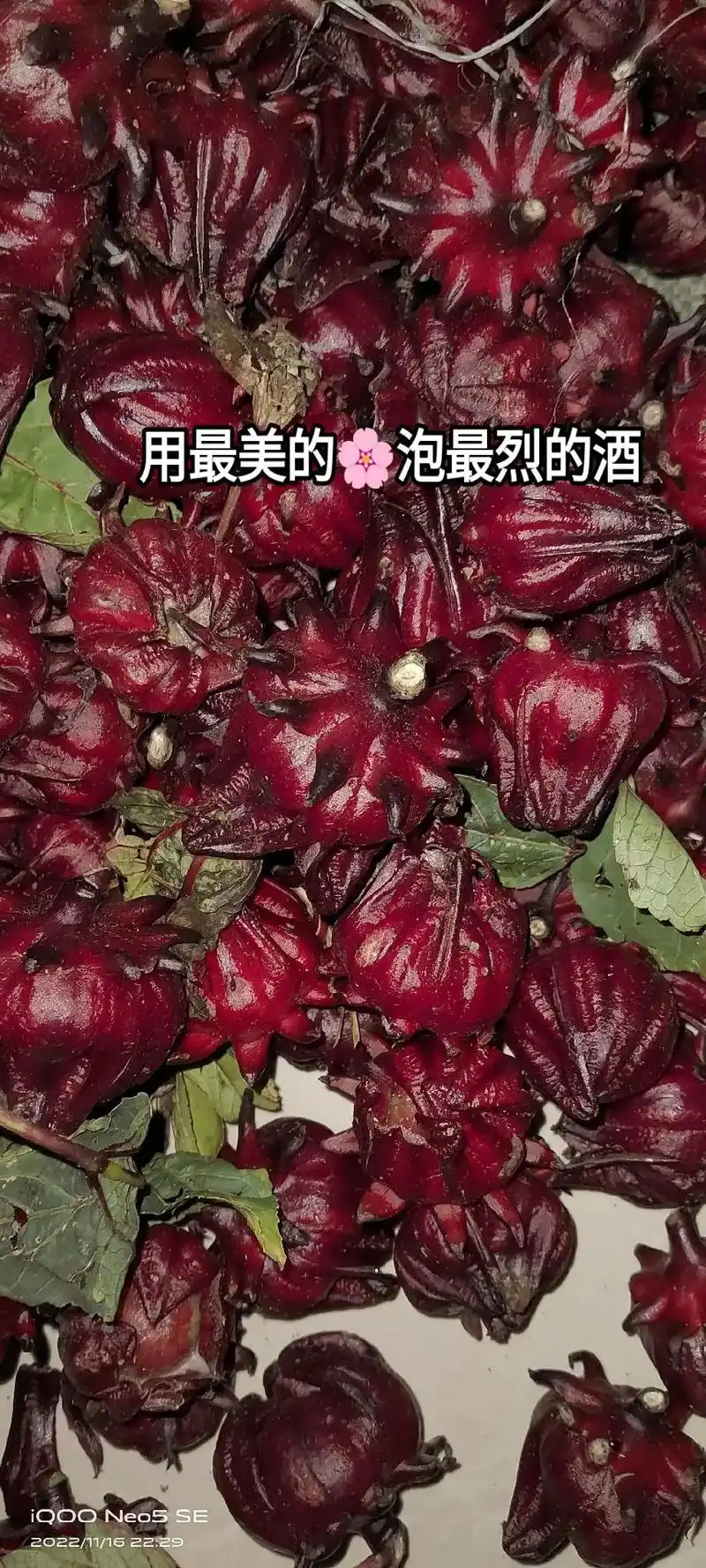 最美的花(红桃k)纯手工泡酒.  - 抖音