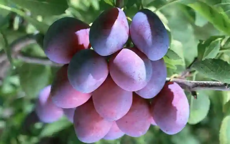 孕妇能吃乌梅吗对胎儿影响功效作用好处和禁忌