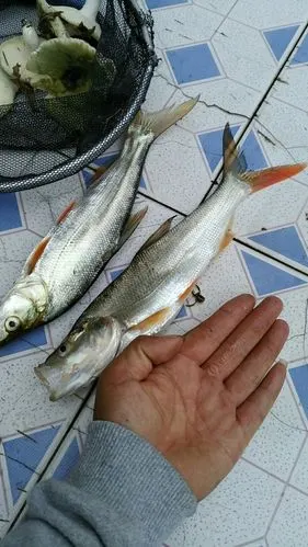 回老家,钓长江红尾子.