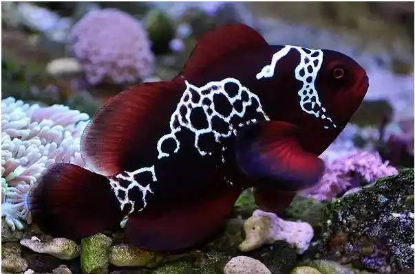 小丑鱼自己是意识不到这一切上帝是安排,如果小丑鱼的智商足够高的话