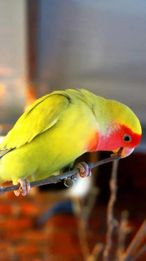 面类牡丹鹦鹉中的扛把子黄桃牡丹