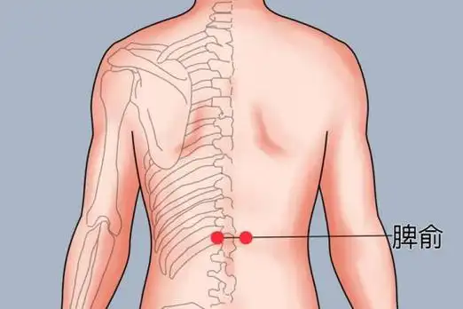 肚子大湿气重拔罐拔哪些位置_有来医生