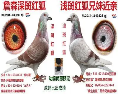 詹森红狐狸78深斑红狐78浅斑红狐.近亲回