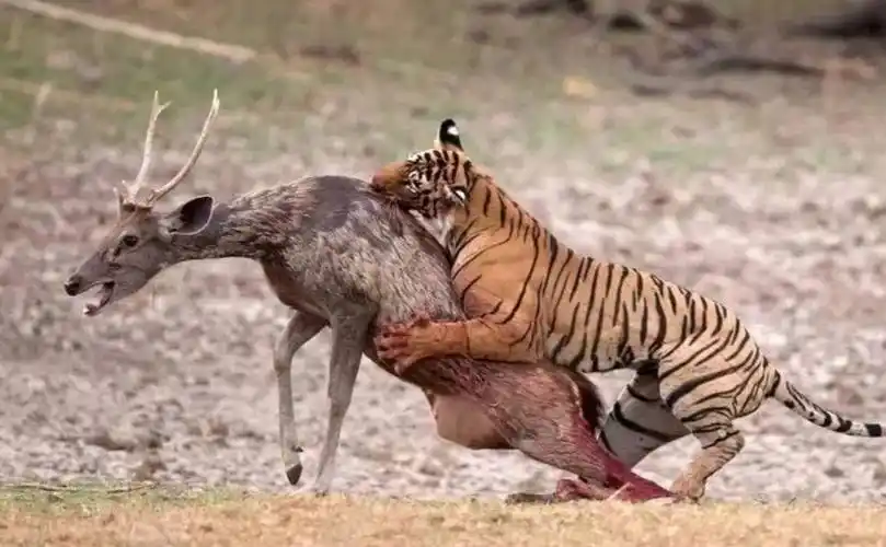 野生动物捕食的画面有多精彩?我准备了15个