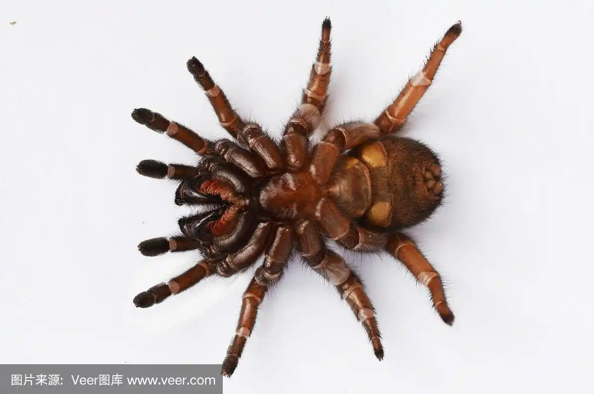 在一只带刺的活板门蜘蛛下面