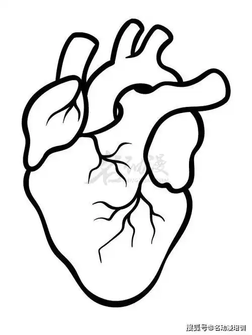 人体器官心脏绘画方法