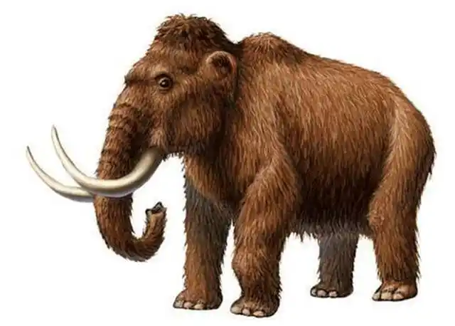青藏高原曾出现乳齿象,长有2米獠牙,灭亡原因至今是个谜