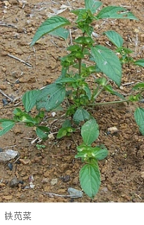铁苋菜,别名:铁苋菜,海蚌含珠,蚌壳草,拉丁文名:acalyphaaustralisl.