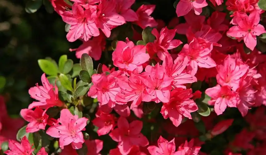 姹紫嫣红的杜鹃花图片大全桌面壁纸