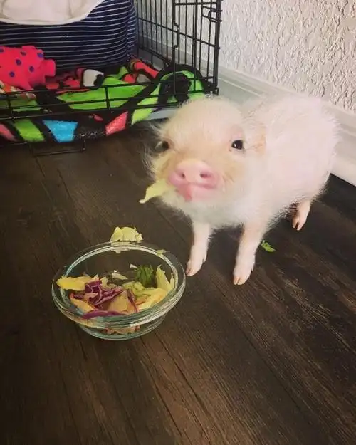 猪猪的日常照片