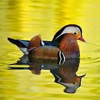 微信头像图片大全鸳鸯点击鼠标右键下载