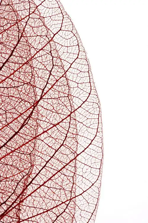 大多数双子叶植物的叶具有网状脉.