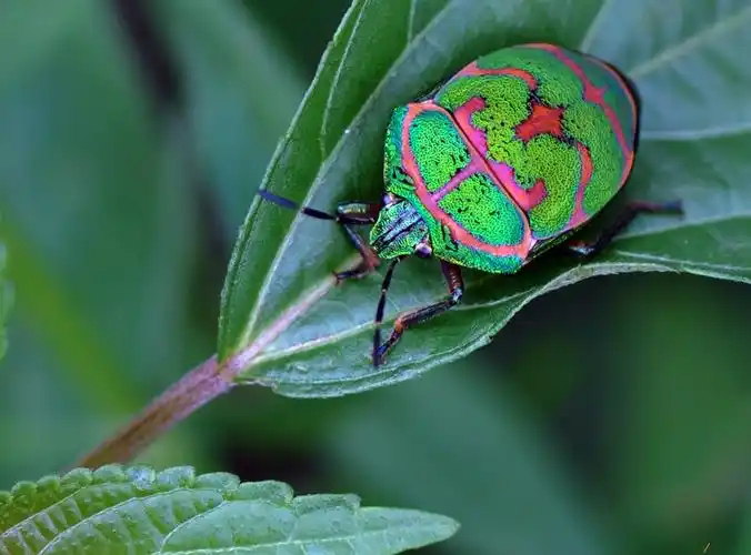 中国昆虫半翅目(蝽)