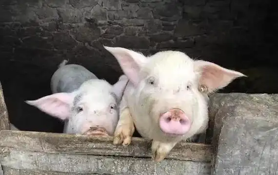 猪吃的是什么垃圾湿垃圾厨余垃圾的一部分