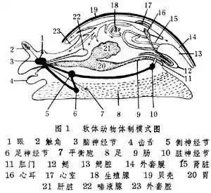 牡蛎是什么纲(乌贼是什么纲)