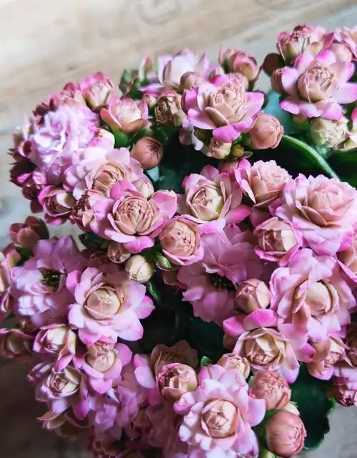 长寿花界的"仙女"—璎珞,又美又仙,超爱开花,皮实且好养!