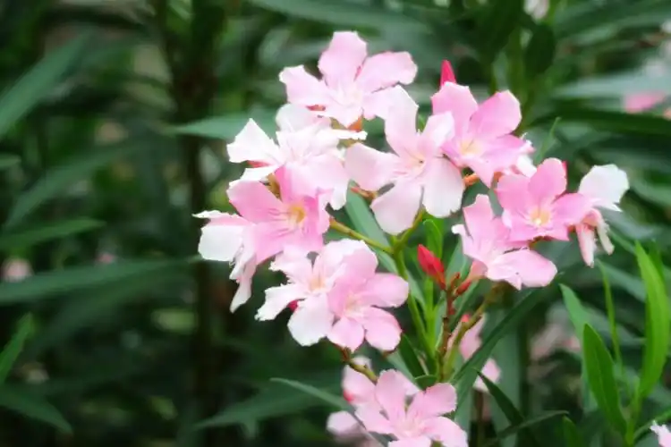 粉粉的夹竹桃首发