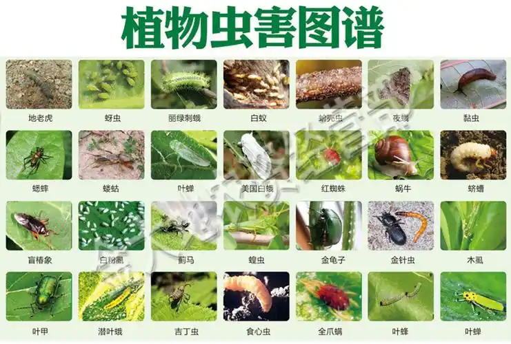 龙湾化工 噻菌铜 农药杀菌剂 角斑叶斑根腐细菌病 龙牌龙克菌