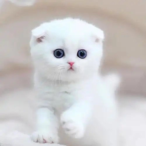 世界十大最萌的宠物猫(最萌的猫咪盘点)