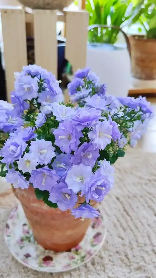 一日一花丨小娇妻丨丹麦重瓣风铃草-度小视