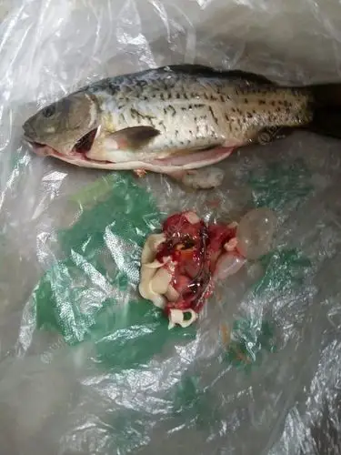 水库出现大量寄生虫鲫鱼,部开后像面条状物.