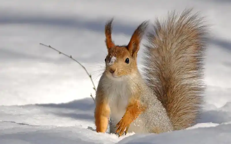 雪地松鼠的寿命雪地松鼠为什么那么贵