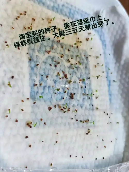 种植草莓  #草莓苗一盆是买的现成的苗,一盆是自己从种子催芽衬的