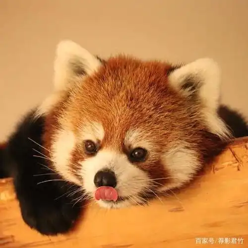 超级萌的小浣熊,可爱又憨厚的样子,今天也是被治愈的一天