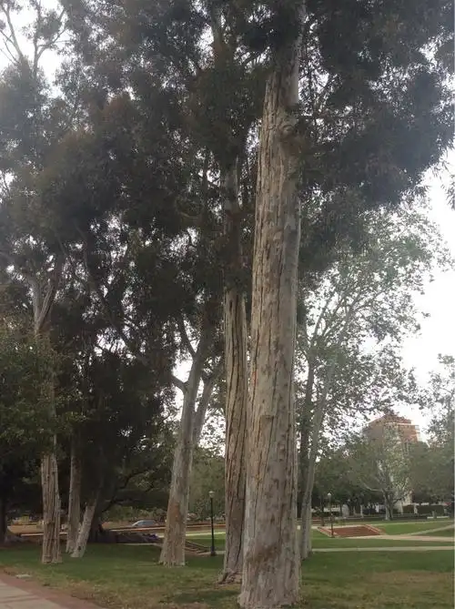 校园里粗大的小叶桉树.