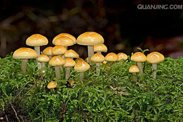 菌类图片_图片大全_植物百科