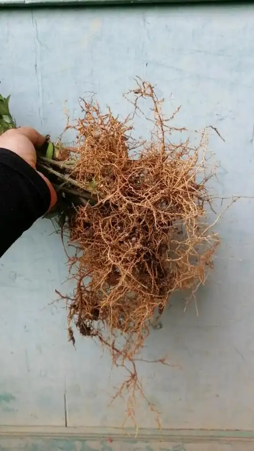 盆景#去年插的罗汉松～根系发达