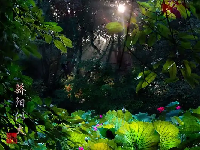 夏天旳味道骄阳似火