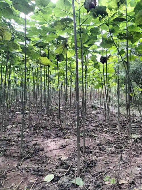 泡桐根,泡桐苗,泡桐树#泡桐树 #泡桐苗#泡桐根桩#紫花泡桐 - 抖音