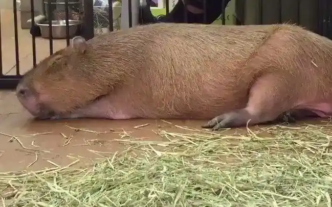 众所周知豚猪o▽d