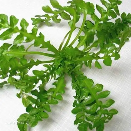 这植物是一种野菜吗?叫什么名字?