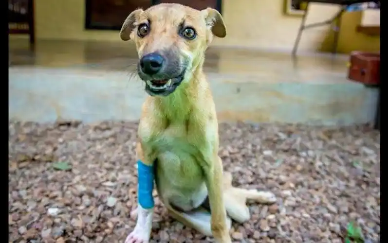 狗狗脊椎断裂致下半身瘫痪身在野外的它忍剧痛爬行数公里求救