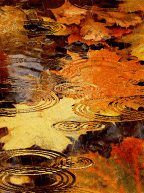 诗词丨今夜,有雨飘落