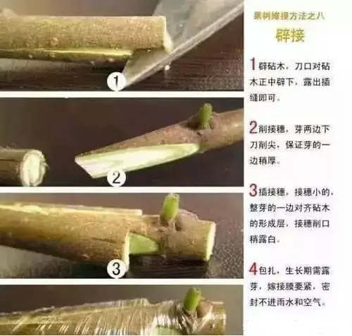 而且,由于靠接的嫁接口不能任意降低高度,那么原接穗部分萌出新根就不