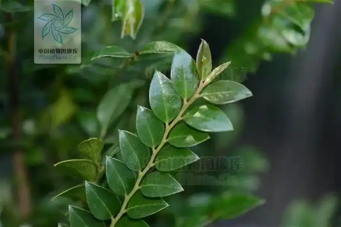 你养了十年的"小叶紫檀",其实是一种柿子树