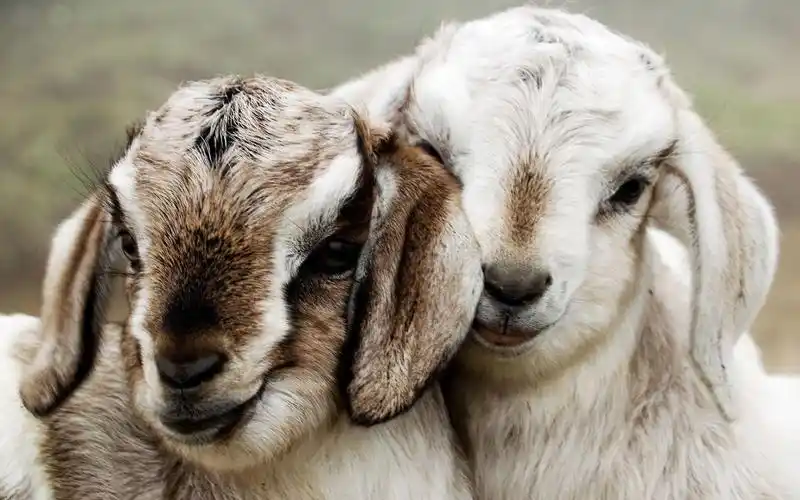 绵羊,幼崽,可爱,小绵羊,草原,动物超级可爱的绵羊 壁纸图片