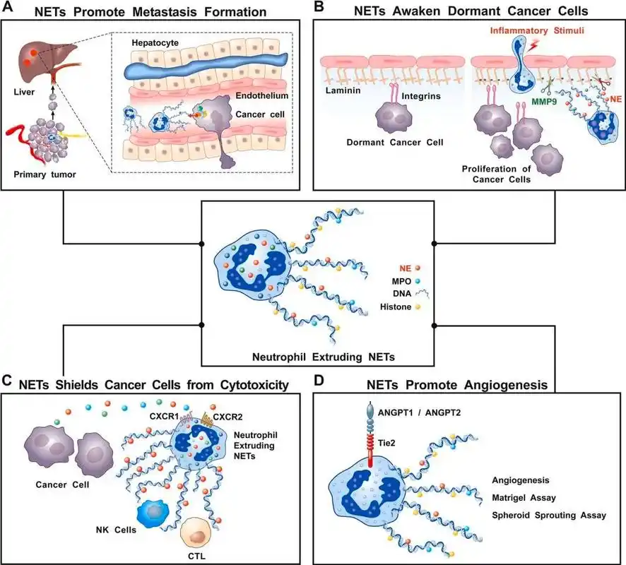 癌症中的中性粒细胞胞外诱捕网(nets),3幅图入门!
