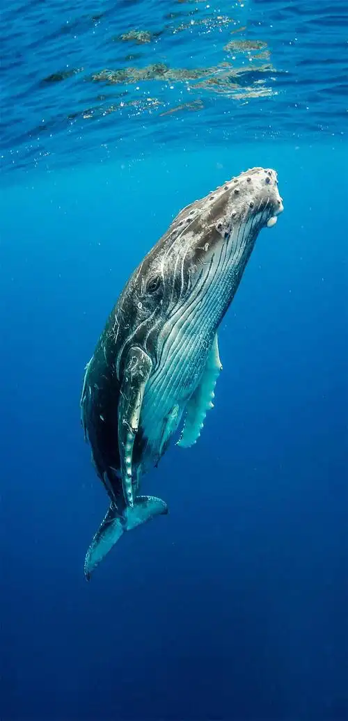 清澈海水高清唯美鲸鱼手机壁纸摄影图片