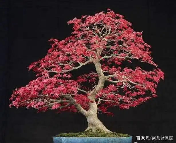 红枫盆景,都是精品