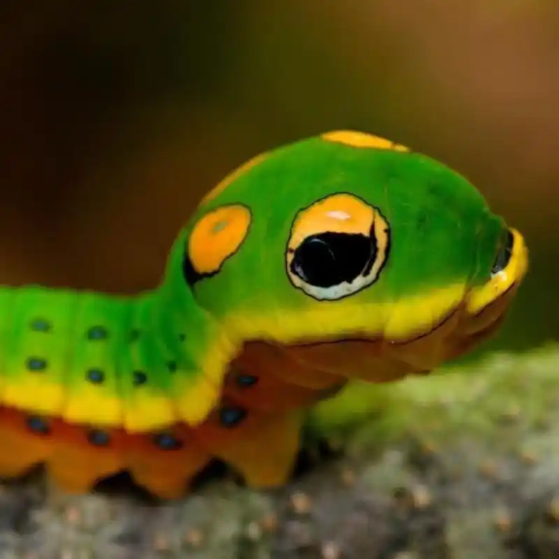 生物名:银月豹凤蝶幼虫 外文名:papilio troilus 介绍:这种蝴蝶最让人